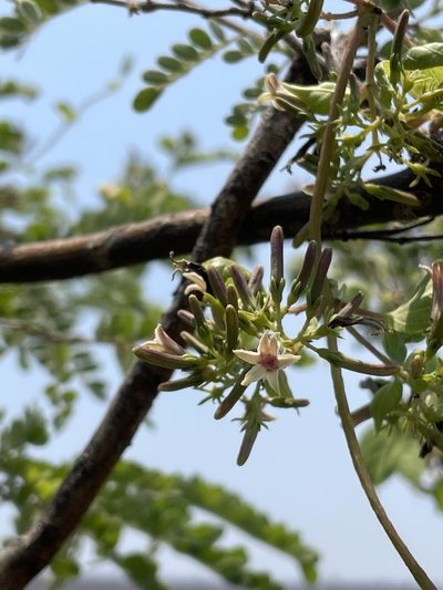 Paederia ciliata, photographed by Rafael Cano