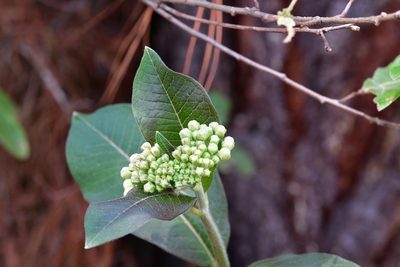 Asclepias similis, photographed by Neptalí Ramírez Marcial