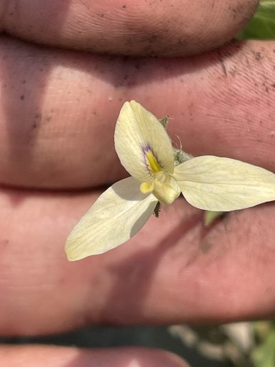 Carlowrightia neesiana, photographed by Rafael Cano