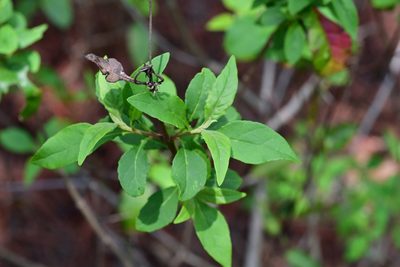Ageratina ligustrina, photographed by Neptalí Ramírez Marcial