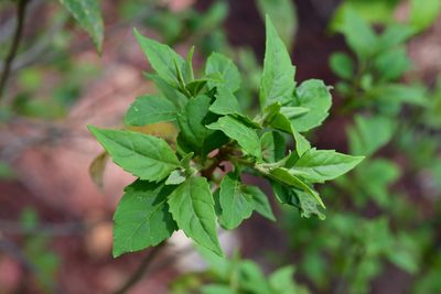 Ageratina ligustrina, photographed by Neptalí Ramírez Marcial