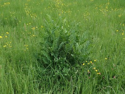 Galega officinalis, photographed by Daniel Cahen