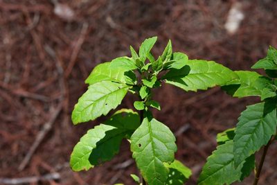Ageratina ligustrina, photographed by Neptalí Ramírez Marcial