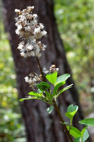 Ageratina mairetiana, photographed by Neptalí Ramírez Marcial