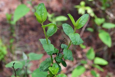 Archibaccharis serratifolia, photographed by Neptalí Ramírez Marcial
