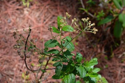 Archibaccharis serratifolia, photographed by Neptalí Ramírez Marcial