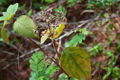 Bartlettina sordida, photographed by Neptalí Ramírez Marcial