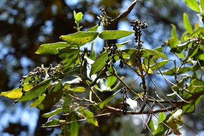 Garrya laurifolia, photographed by Neptalí Ramírez Marcial
