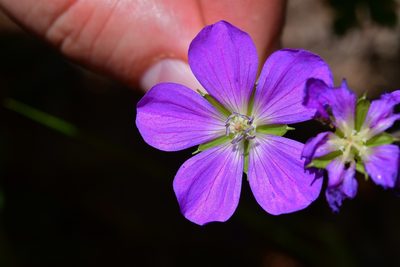 Geranium goldmanii, photographed by Neptalí Ramírez Marcial