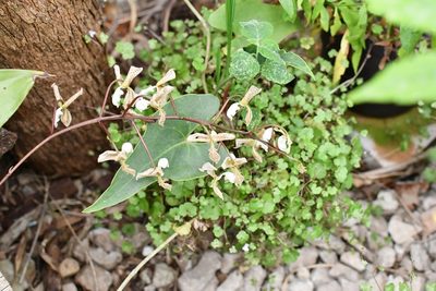 Gongora truncata, photographed by Neptalí Ramírez Marcial