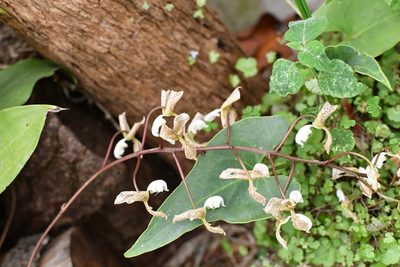 Gongora truncata, photographed by Neptalí Ramírez Marcial