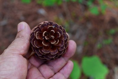 Pinus tecunumanii, photographed by Neptalí Ramírez Marcial