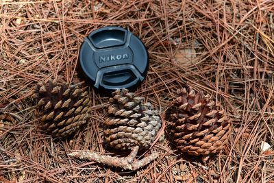 Pinus tecunumanii, photographed by Neptalí Ramírez Marcial