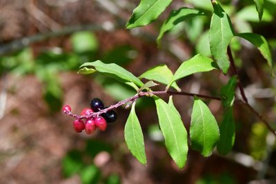 Monnina xalapensis, photographed by Neptalí Ramírez Marcial