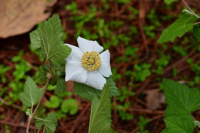 Rubus trilobus, photographed by Neptalí Ramírez Marcial