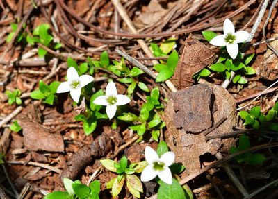 Arcytophyllum serpyllaceum, photographed by Neptalí Ramírez Marcial