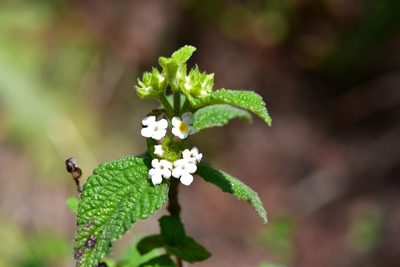 Lantana hirta, photographed by Neptalí Ramírez Marcial