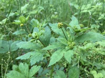 Sanicula odorata, photographed by Chris Merck