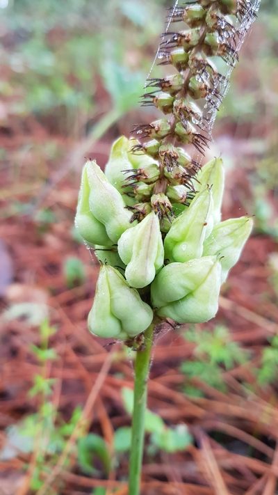 Schoenocaulon calcicola, photographed by Eugenio Padilla