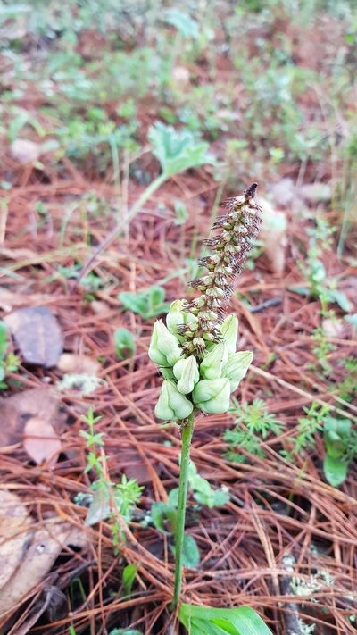Schoenocaulon calcicola, photographed by Eugenio Padilla