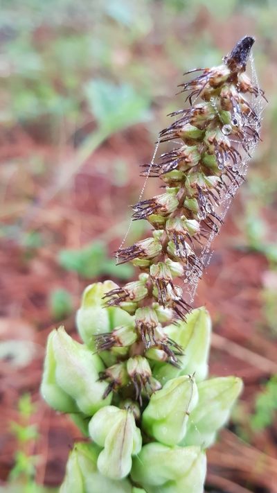 Schoenocaulon calcicola, photographed by Eugenio Padilla