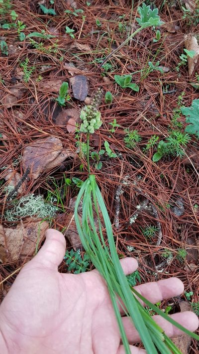Schoenocaulon calcicola, photographed by Eugenio Padilla