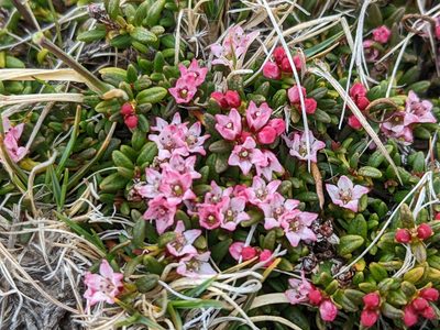 Kalmia procumbens, photographed by Todd Boland