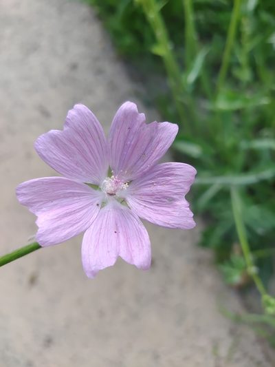 Malva tournefortiana, photographed by Carminda Santos