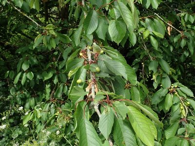Prunus avium, photographed by Daniel Cahen