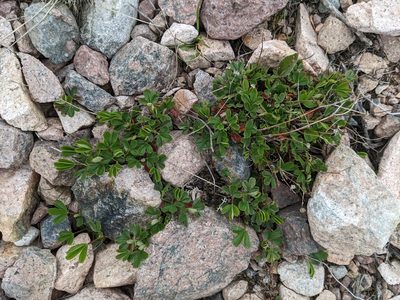 Sibbaldia tridentata, photographed by Todd Boland