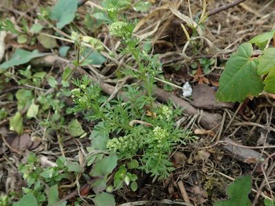 Lepidium didymum, photographed by Daniel Cahen