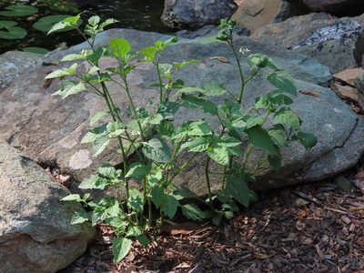 Solanum emulans, photographed by Bruce Slater