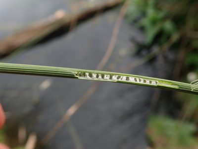 Juncus inflexus, photographed by Daniel Cahen