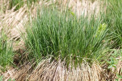 Carex elata