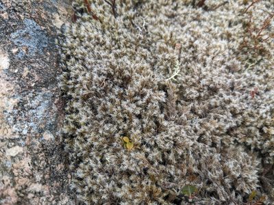 Racomitrium lanuginosum, photographed by Todd Boland