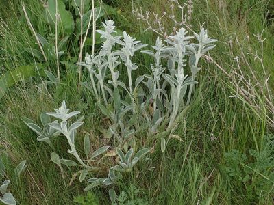 Stachys byzantina, photographed by Daniel Cahen
