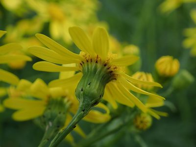 Senecio squalidus, photographed by Daniel Cahen