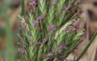 Distichlis spicata