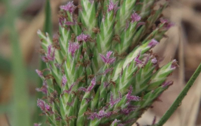 Distichlis spicata, photographed by Millie Basden