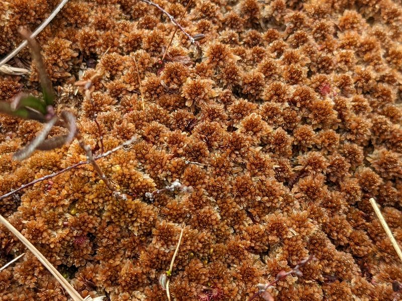Sphagnum fuscum, photographed by Todd Boland
