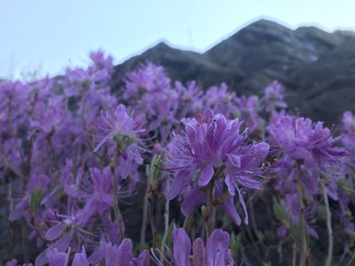 Rhododendron canadense, photographed by Lucian Vazquez