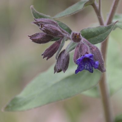 Pulmonaria mollis, photographed by Иван Шихалев