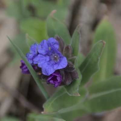 Pulmonaria mollis, photographed by Иван Шихалев