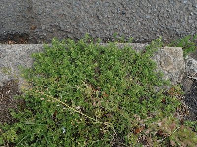 Lepidium didymum, photographed by Daniel Cahen