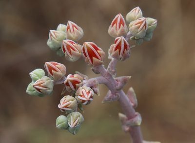 Dudleya lanceolata, photographed by Millie Basden
