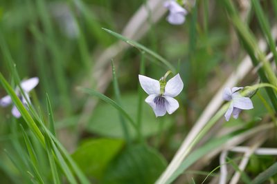 Viola palustris, photographed by David Sandler