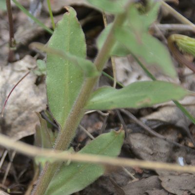 Pulmonaria mollis, photographed by Иван Шихалев