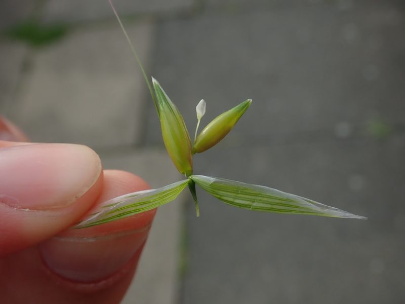 Avena sativa, photographed by Daniel Cahen