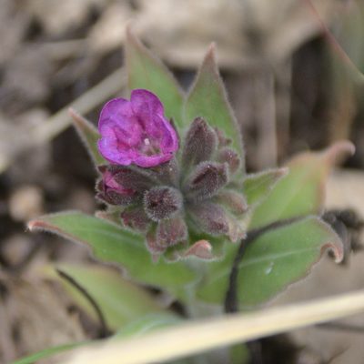 Pulmonaria mollis, photographed by Иван Шихалев
