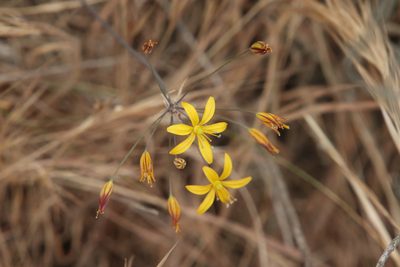 Bloomeria crocea, photographed by Millie Basden